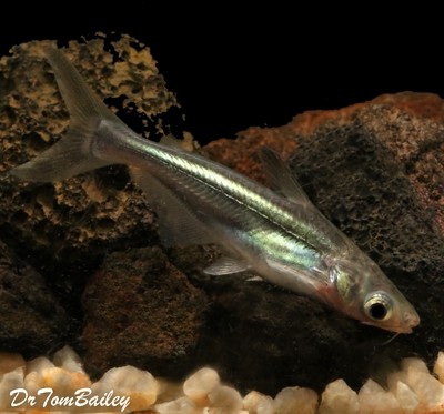 Premium New and Rare, Iridescent Pangasius Catfish