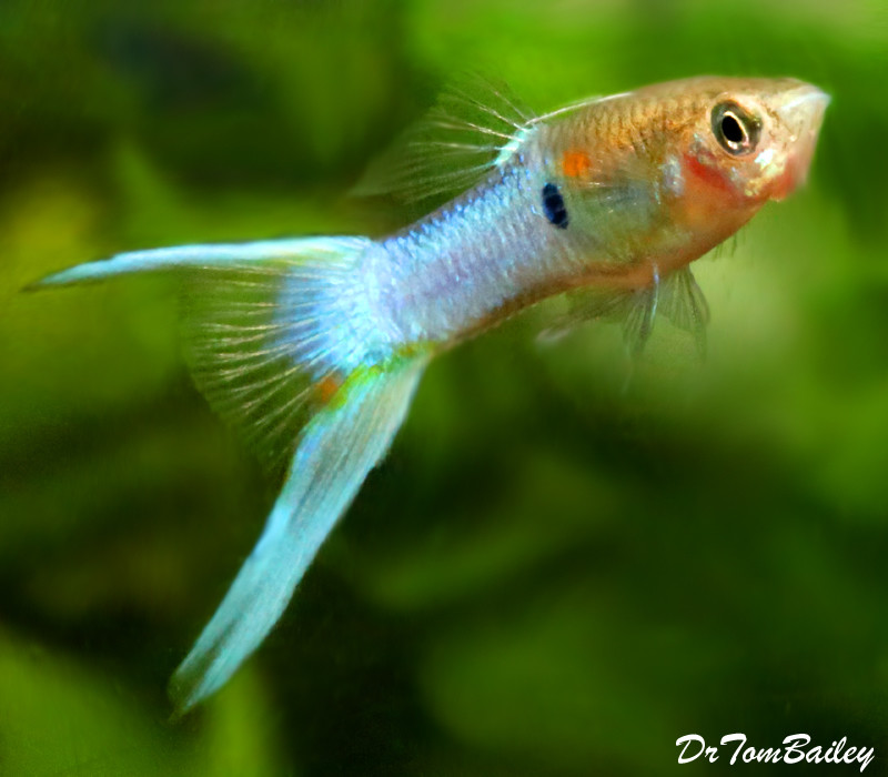 Premium MALE Royal Blue Lyretail Fancy Guppy