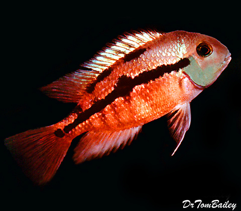 Premium Sunset Nicaragua Cichlid, on SALE