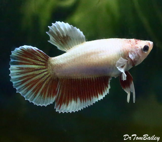 female butterfly betta