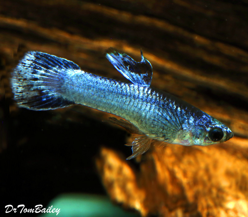 Premium MALE Purple Luminous Fancy Guppy
