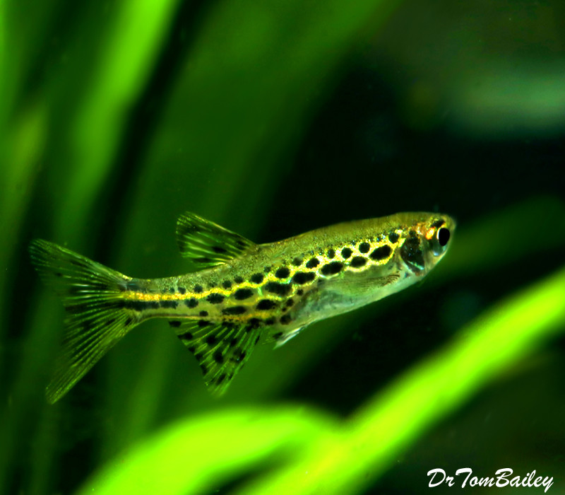 Premium New and Rare, Gold Ring Danio, Nano Fish