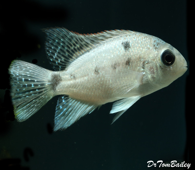 Premium Rare and New, Maskaheros Argentea Cichlid