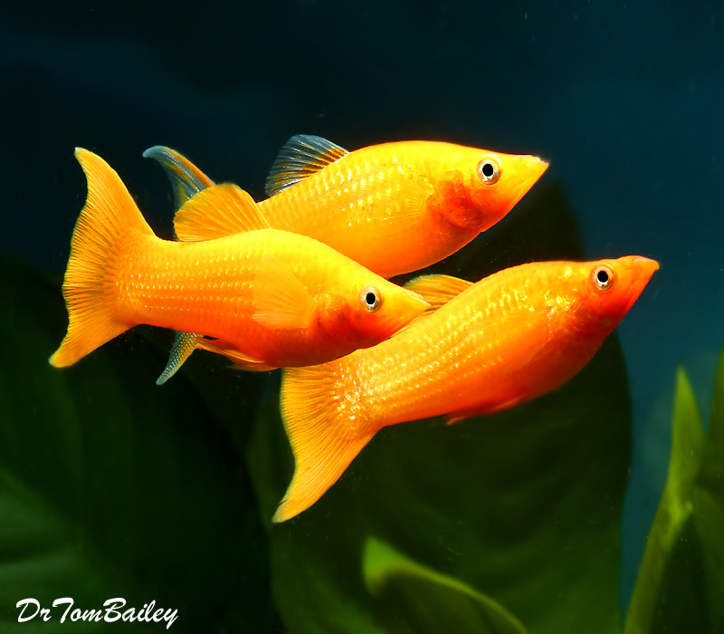Premium New 24-Karat Gold Lyretail Molly