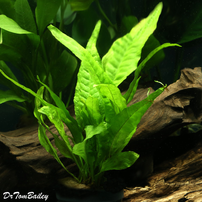 Premium Java Fern, Bunched Plant, on SALE