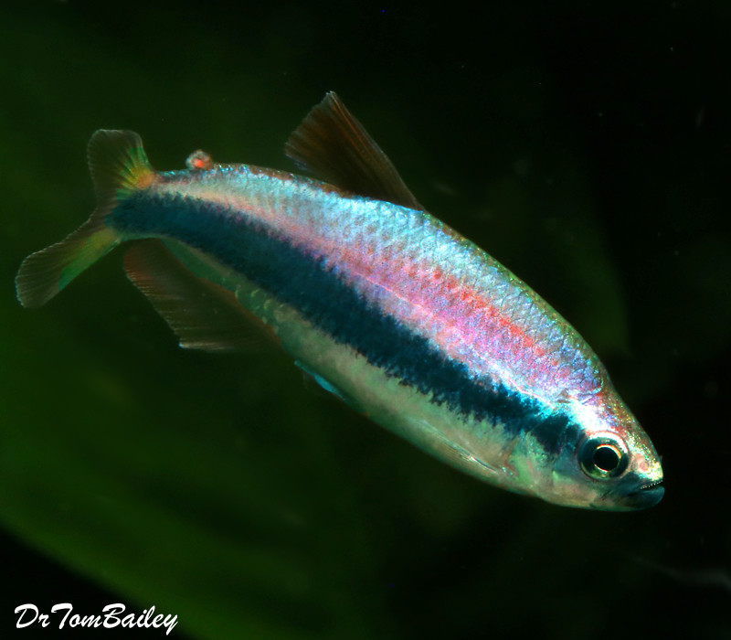 Premium New, Rare, Super Blue Emperor Tetra