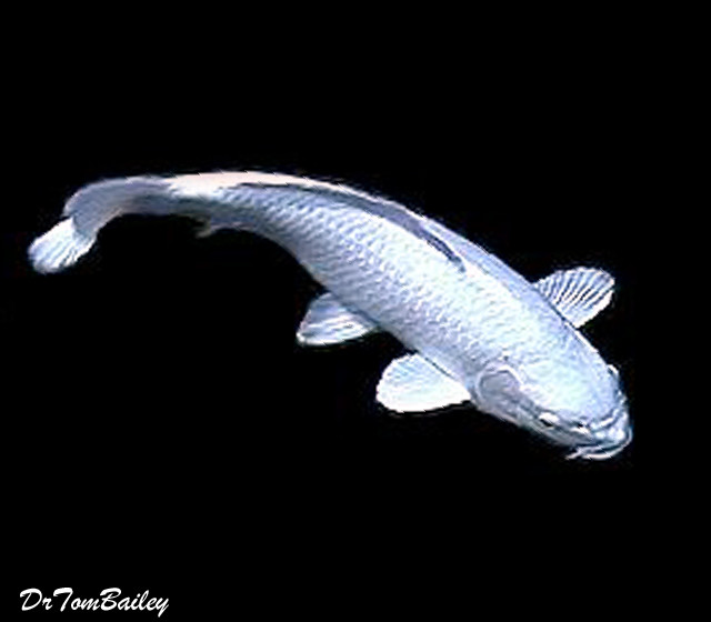 Premium Platinum Ogon Koi