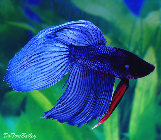 Premium MALE Blue Betta Fish, on SALE