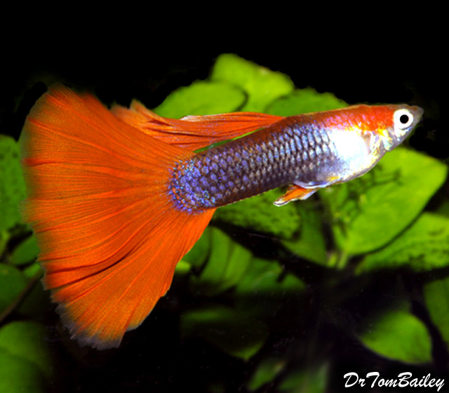 Premium MALE Red Tuxedo Fancy Guppy