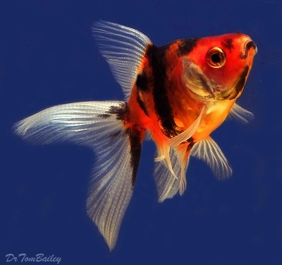 Premium Calico Fantail Goldfish