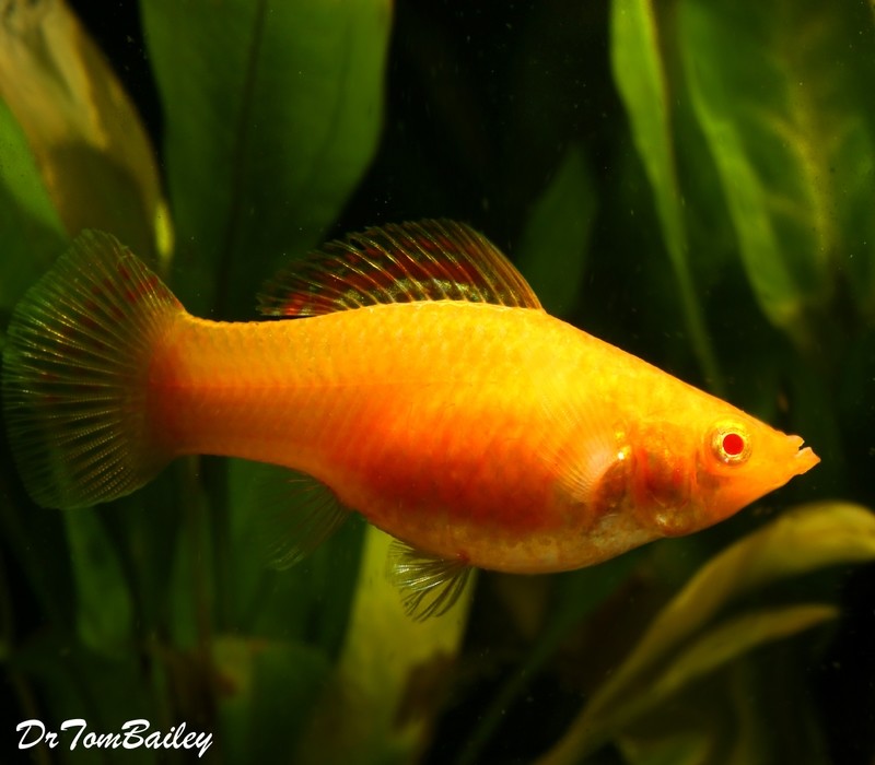 Premium FEMALE, Rare and New, Sunset Sailfin Molly