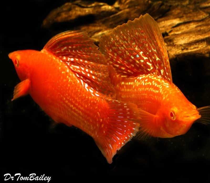 Premium MALE, Rare and New, Sunset Sailfin Molly