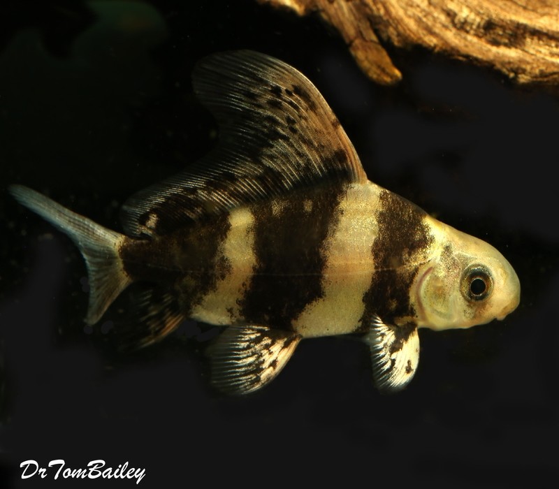 Premium Rare Banded Hifin Shark