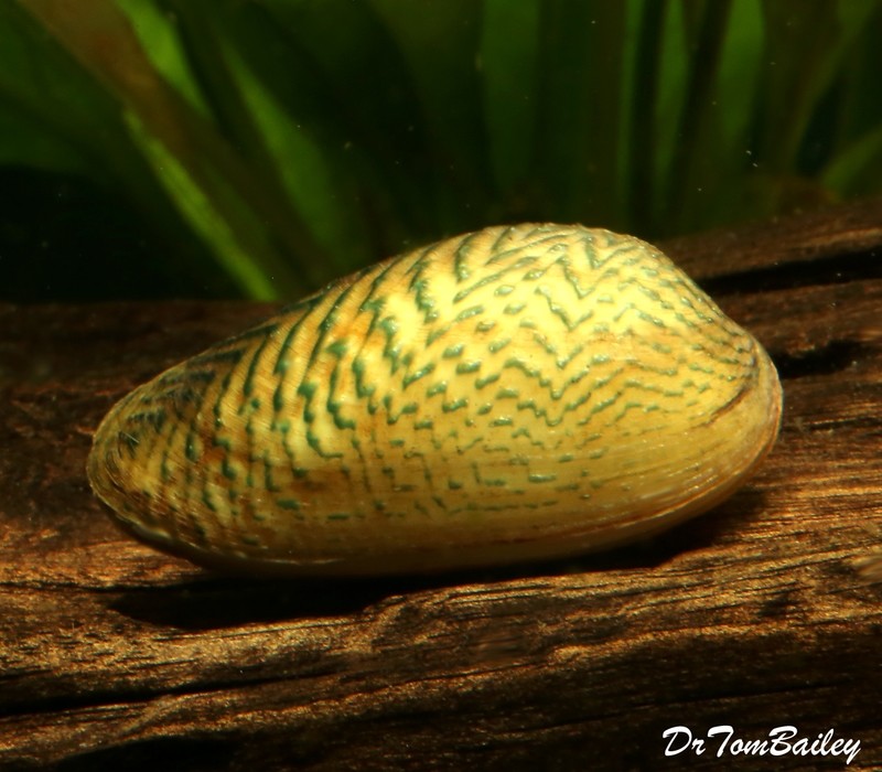 Premium Very Rare Freshwater Scribble Clam