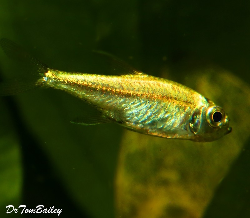 Premium WILD, True Gold Tetra