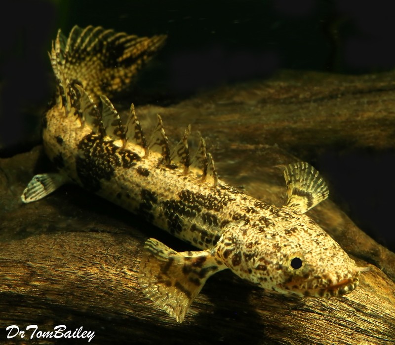 Premium Rare Saddled Bichir, Polypterus endlicheri
