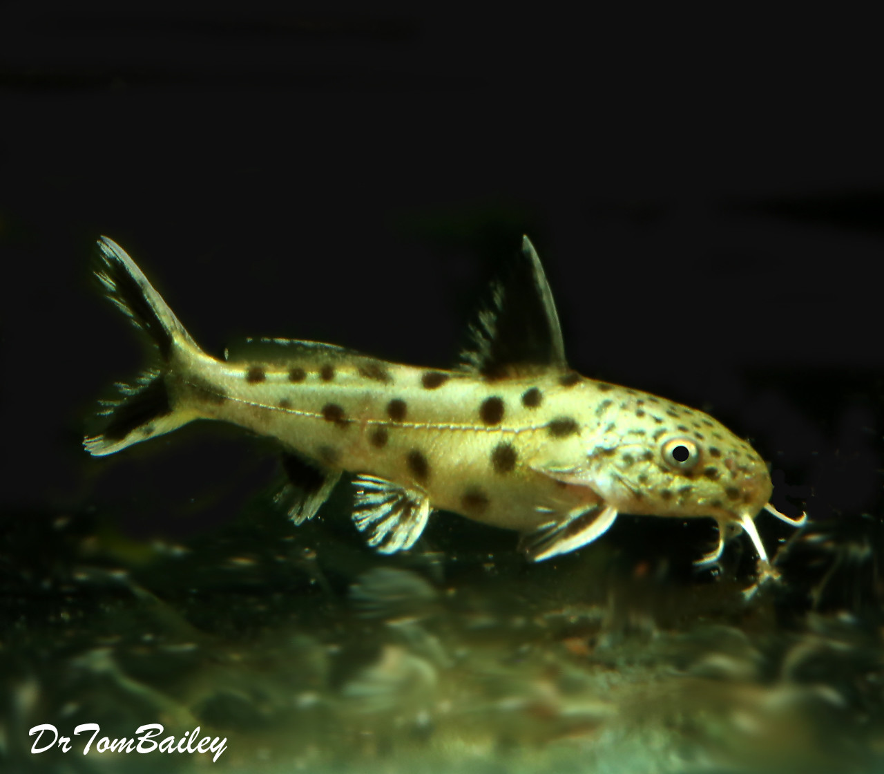 Premium Rare Synodontis Lucipinnis Catfish from Lake Tanganyika, on SALE, was $26.99