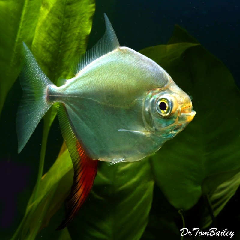Premium Red Hook Silver Dollar Fish, Myloplus Rubripinnis