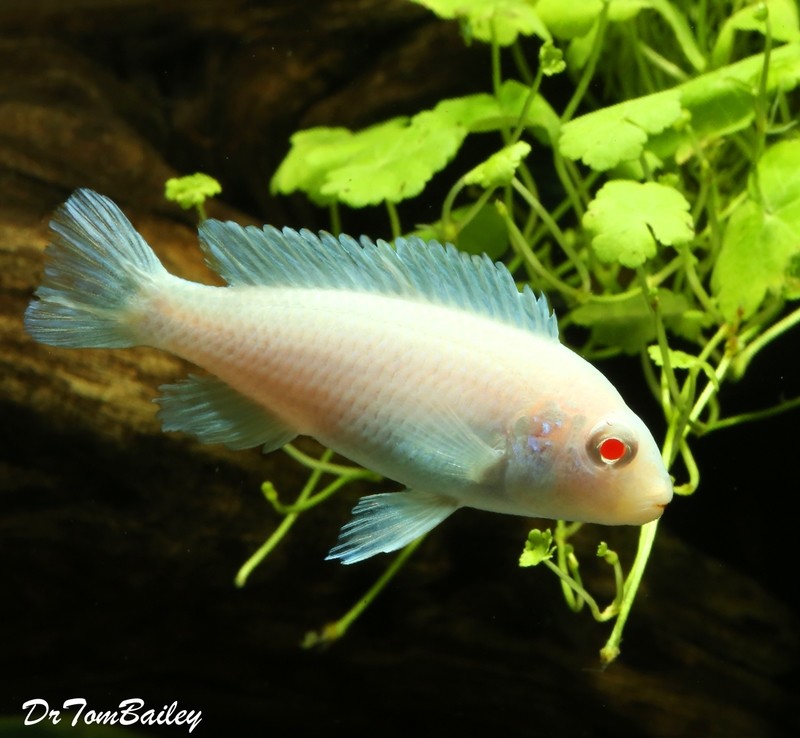 Premium Brilliant Snow White Socolofi Mbuna Cichlid from Lake Malawi