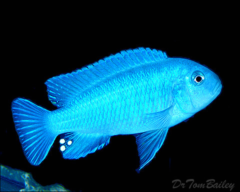 Premium Socolofi Mbuna Cichlid from Lake Malawi