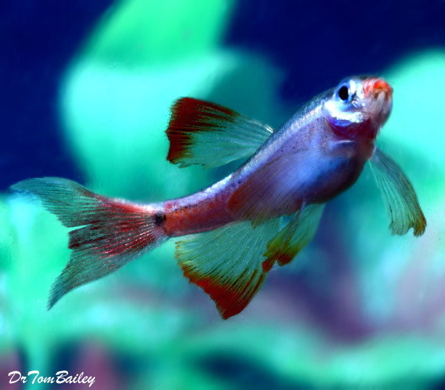 Premium Long Fin White Cloud