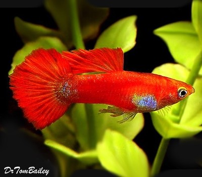 Premium MALE Coral Red Fancy Guppy