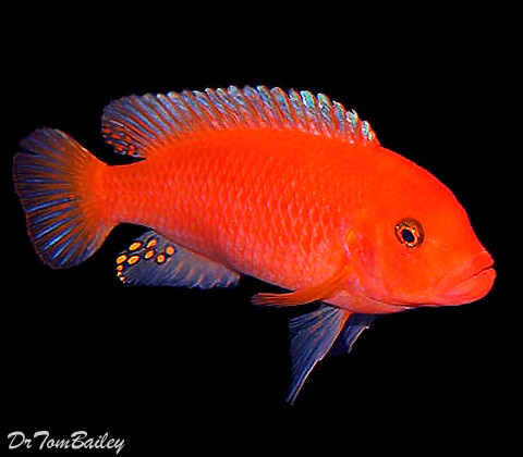 Premium Red Zebra Mbuna Cichlid from Lake Malawi in Africa, on SALE