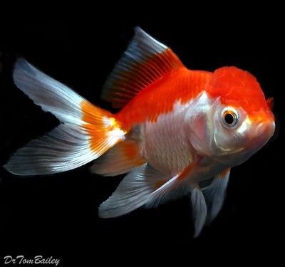 Premium Red & White Oranda Goldfish