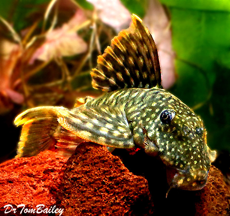 Premium New and Rare, WILD, Orange Seam Pleco, L106