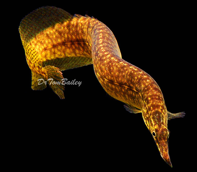 Premium New and Rare, Starlight Spiny Eel