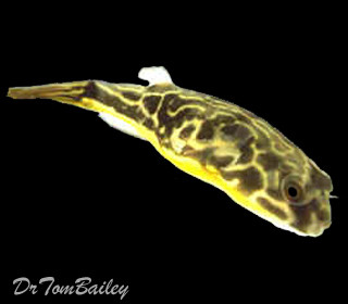 Premium Very Rare Mbu Freshwater Giant Pufferfish