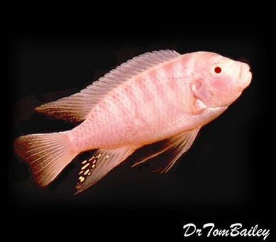 Premium Albino Zebra Mbuna Cichlid from Lake Malawi