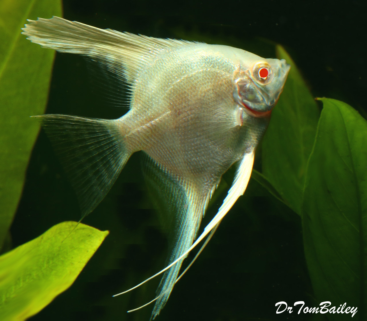 Premium Albino Angelfish