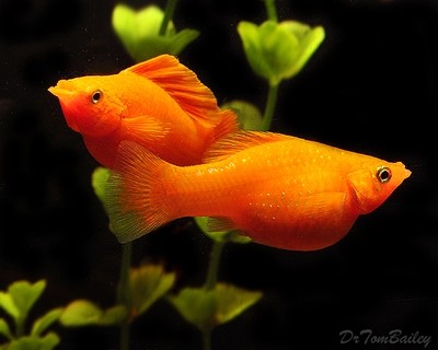 Premium Tangerine SF Molly