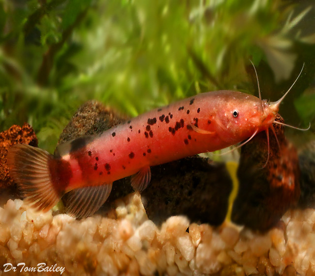Premium WILD African Electric Catfish