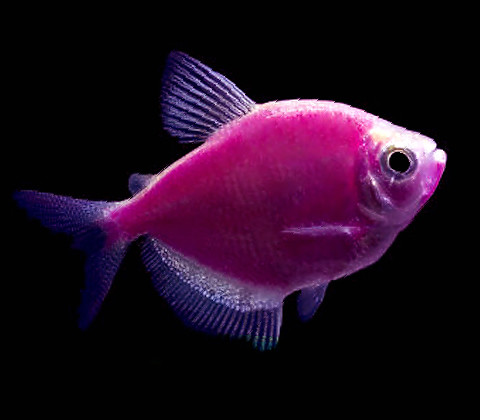 Premium Galactic Very-Purple GloFish Tetra, on SALE