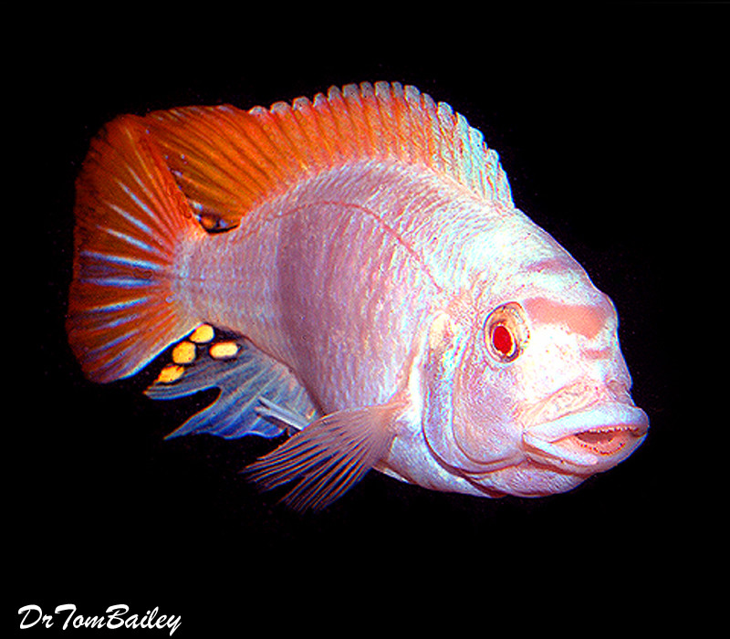 Premium Rare Albino Red Top Greshakei Mbuna Cichlid