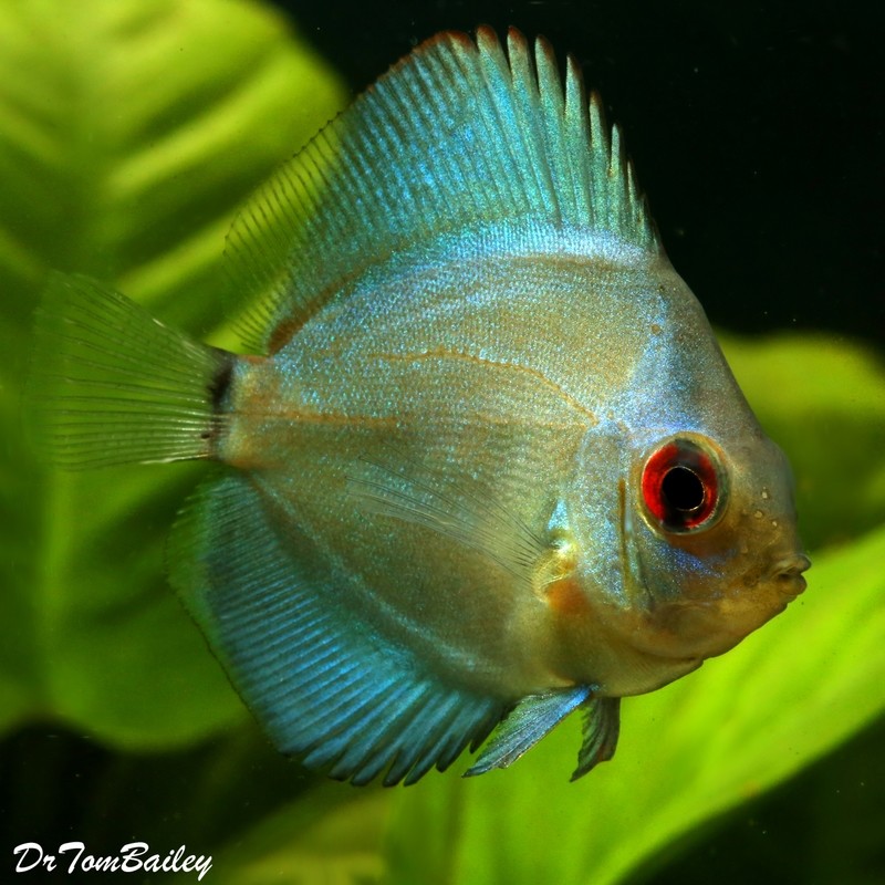 Premium New Blue Diamond Discus