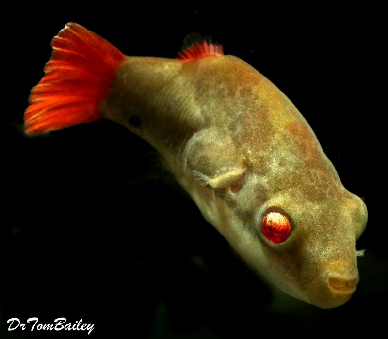 Premium MALE Freshwater Redtail Red-Eye Dwarf Pufferfish