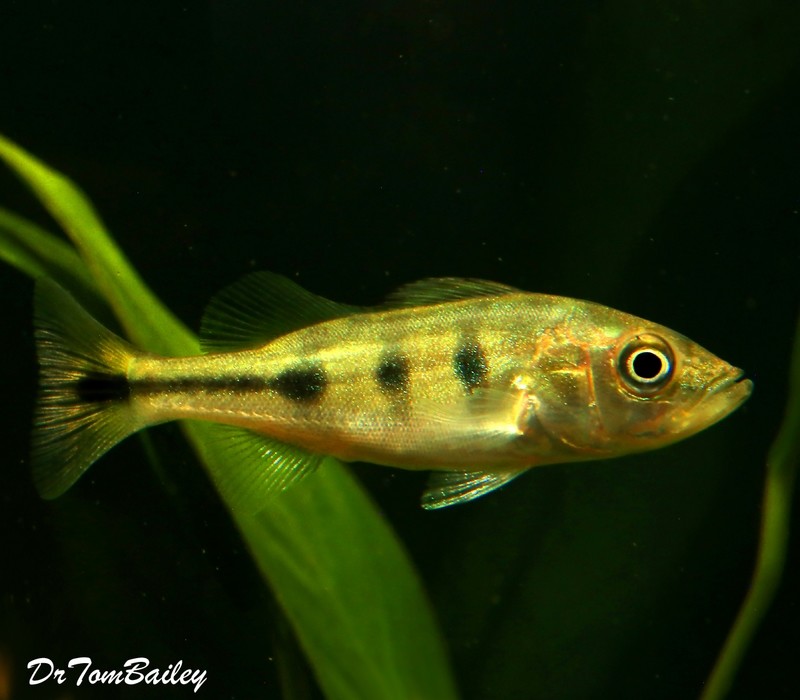 Premium Ocellaris Peacock Bass Cichlid, can grow to be very large.