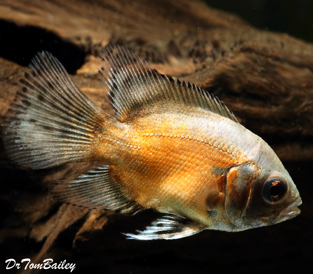 Premium New Red Veiltail Oscar Cichlid