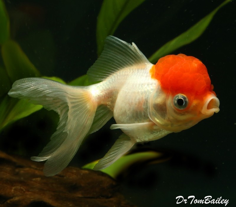 Premium Red Cap Oranda Goldfish