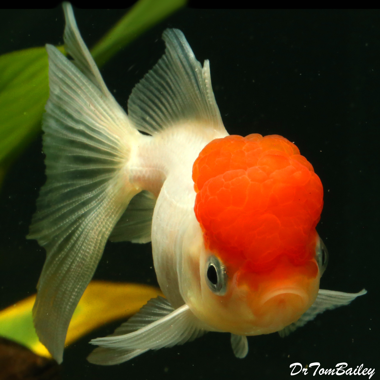 red cap oranda for sale