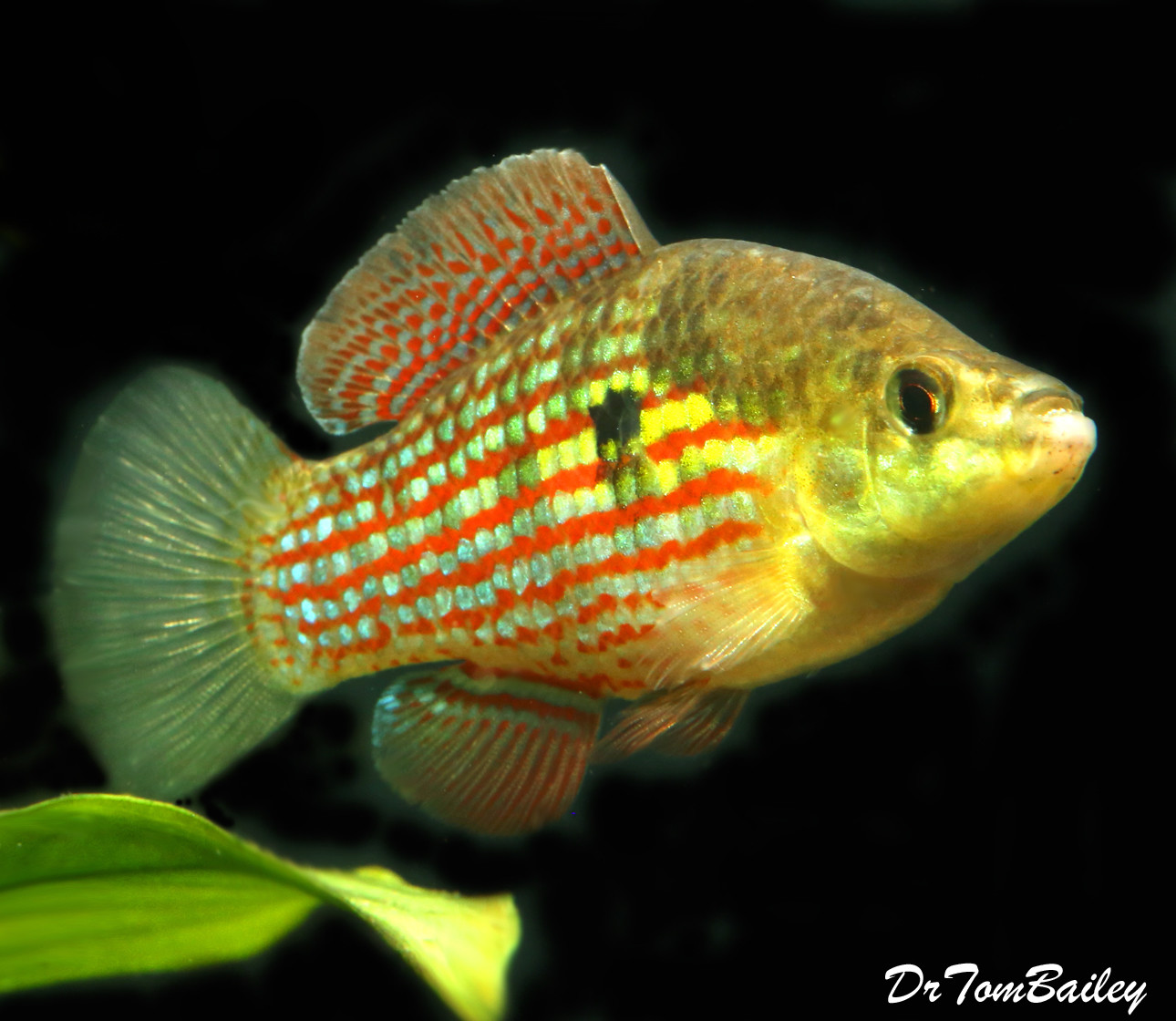 Premium MALE Flagfish in Color