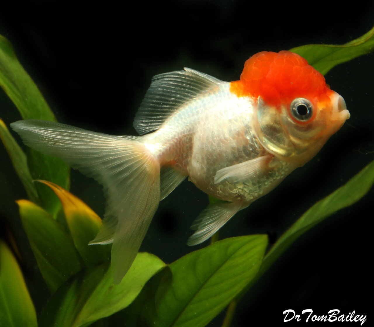 Premium Red Cap Oranda Goldfish