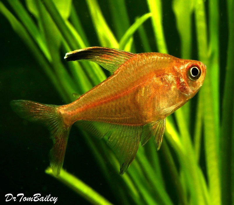 Premium New and Rare, Roberti Tetra