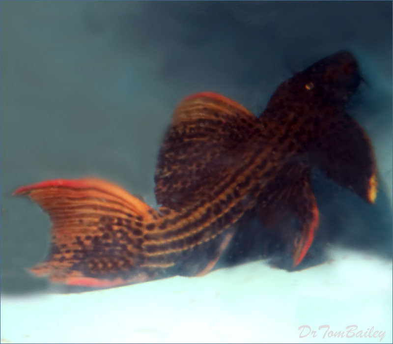 Premium WYSIWYG WILD, Very Rare Scarlet Plecostomus, L025, in our Tank T-11