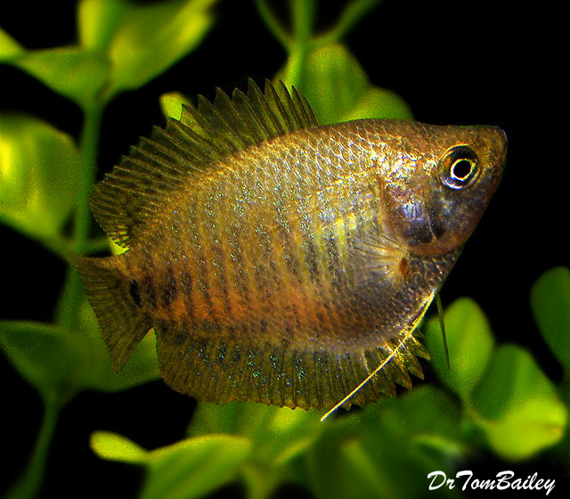 Premium FEMALE Young Dwarf Gourami, on SALE