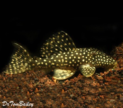 Premium Rare WILD, Orange Spot Bearded Plecostomus, L259?, LDA032