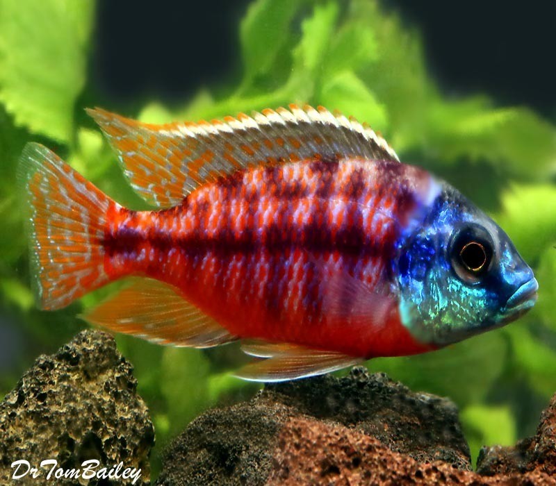 Premium Red Empress Hap Cichlid from Lake Malawi, Protomelas taeniolatus - males and females